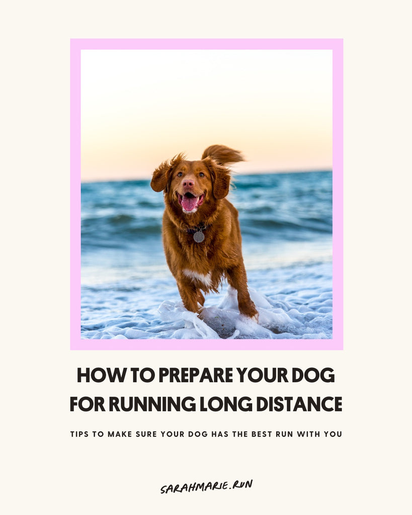 How To Prepare Your Dog For Running Long Distance