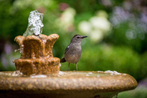 birdbath fountain