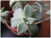 Sedum Weinbergii, Soft Succulents