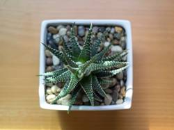 Young Echeveria Hen and Chicks or Houseleeks