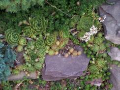 Hen and Chicks or Houseleeks Jade Plant