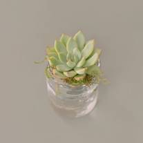 Mason Jar Succulent