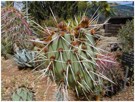 Outdoor Garden Cactus