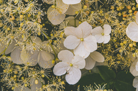 oakleaf hydrangea