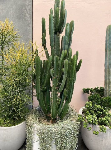 succulents in pots