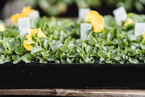 garden box planter