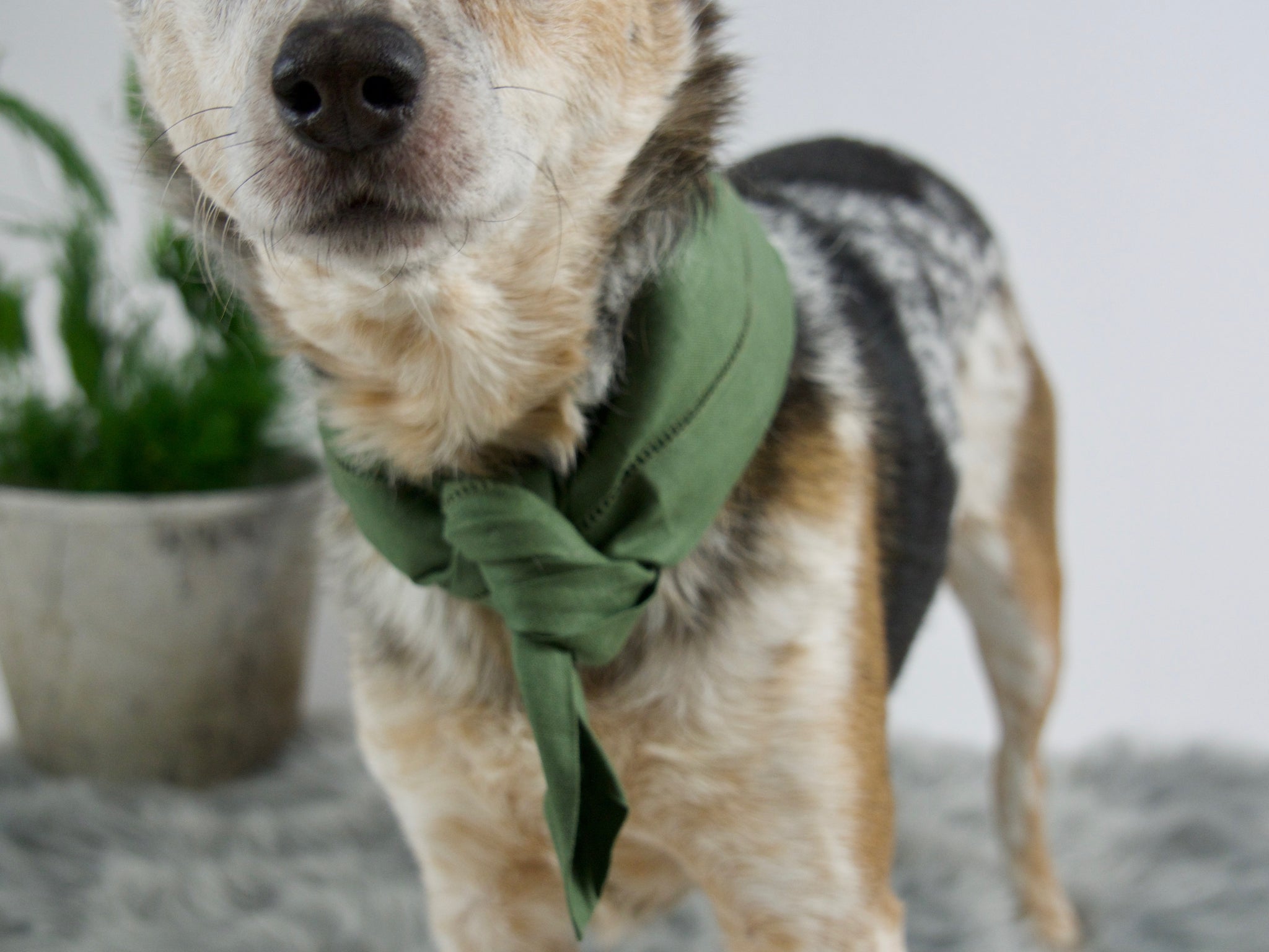 green dog bandana