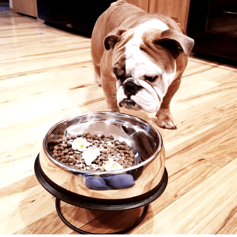 english bulldog feeding bowls