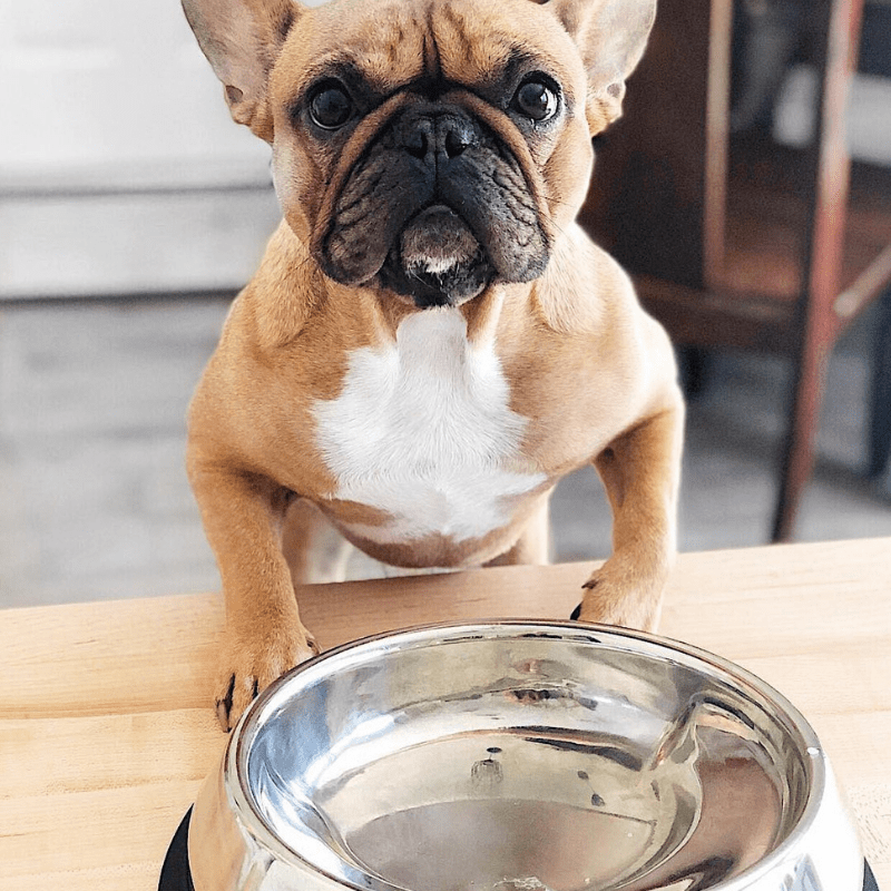 SWEEJAR Ceramic Dog Bowls with Bone Pattern, Dog Food Dish for Small Dogs,  Porcelain Pet Bowl,16 oz (White) 