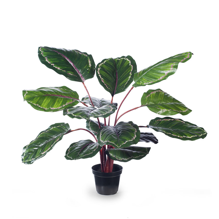 Calathea plant (green/burgundy)- medium – Seaholly Flowers