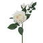 Garden rose (ivory)