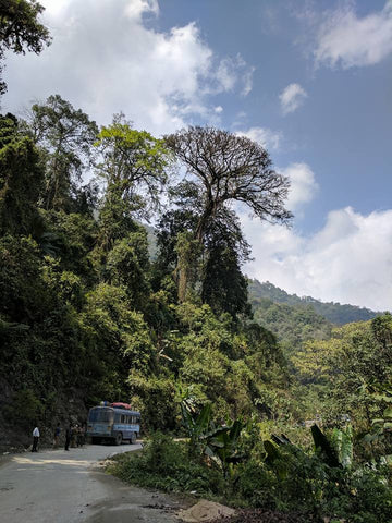 Lush tropical forest at the Brahmaputra River Valley