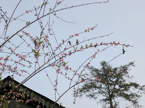 Peach blossoms.