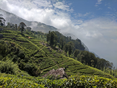 More Slopes of tea in Ella Sri Lanka