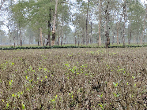 The budding tea leaves of pruned tea bushes at Chota Tingrai Tea Estate