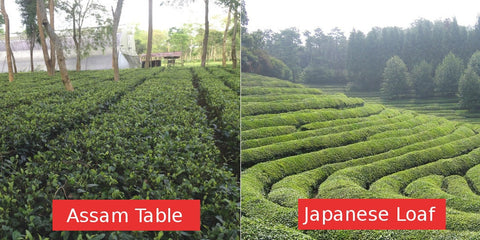 Assam tea table versus Japanese tea loaf