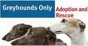 Greyhounds Adoption and Rescue