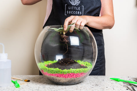 Plant in terrarium bowl 