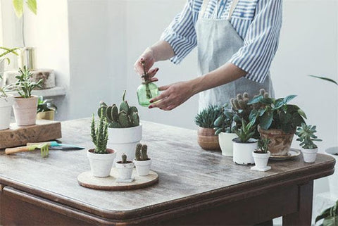 Image courtesy Succulents Box 