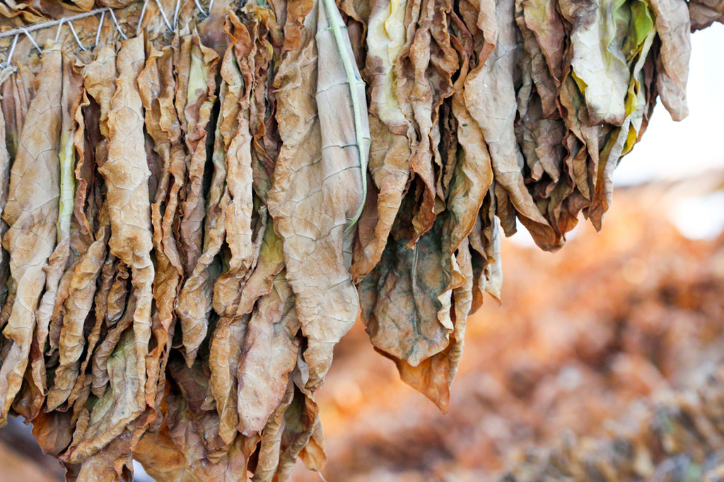 Tobacco Barn