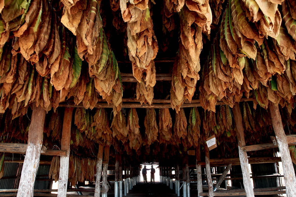 Davidoff Dominican Republic Aging barn (Source: Davidoff of Geneva)