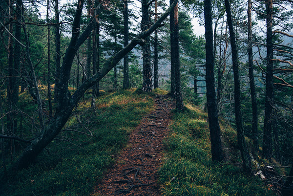 Pathway in the forest mountain.