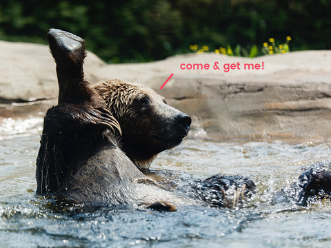 Brown Bear swimming