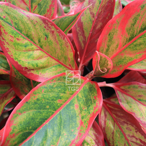  Aglaonema Siam Aurora  Therapeutic Garden Sanctuary