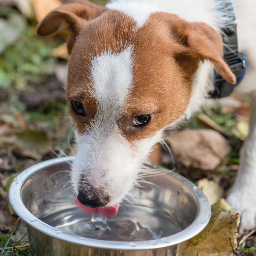 why would a dog drink a lot of water