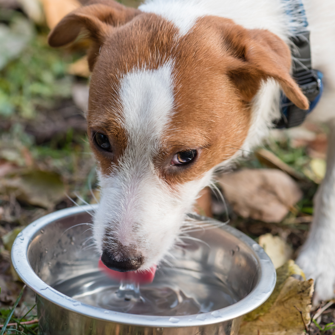 how much water do dogs need to drink