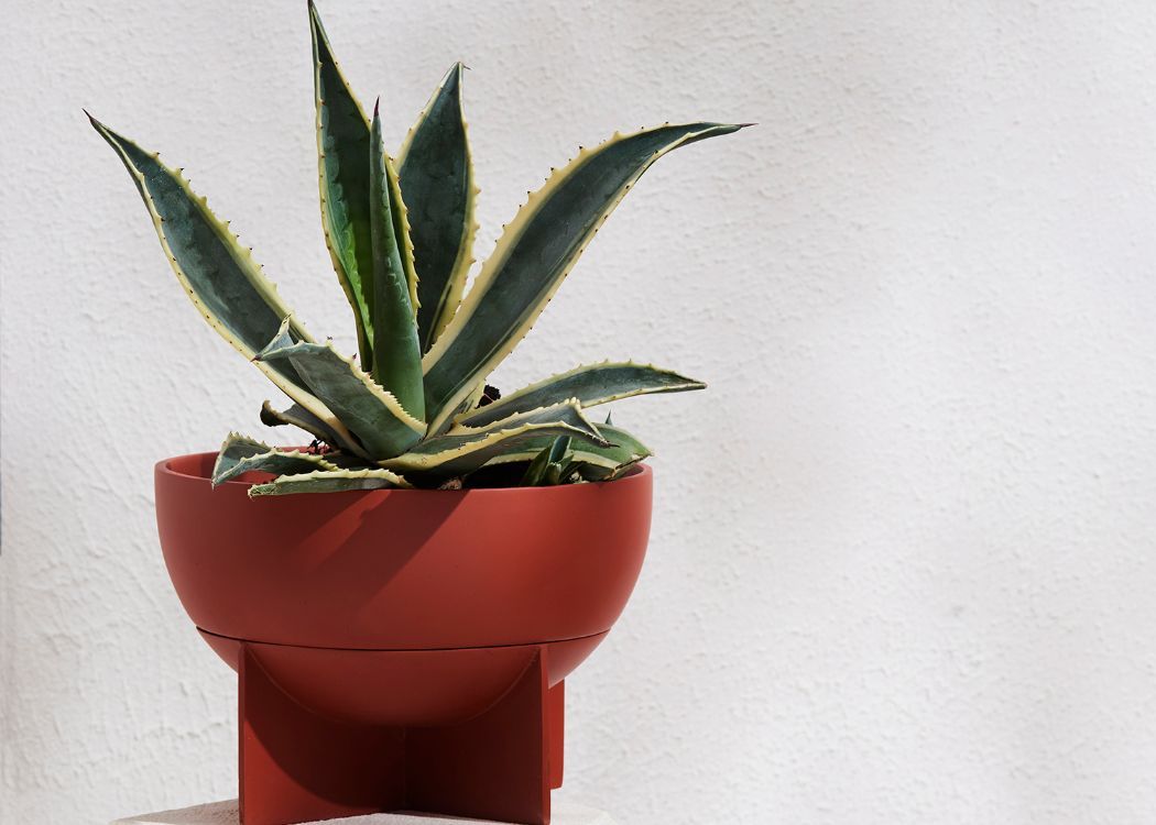 THE TERRACOTTA DOME EROS PLANTER IS PERFECT FOR ARID PLANTS, LIKE A DRAPING RHIPSALIS OR A COLLECTION OF CACTI PLANTED IN IT. Its feature four-footed plinth is actually the drip tray. It comes with a tray.We ship worldwide. Free UK shipping.
