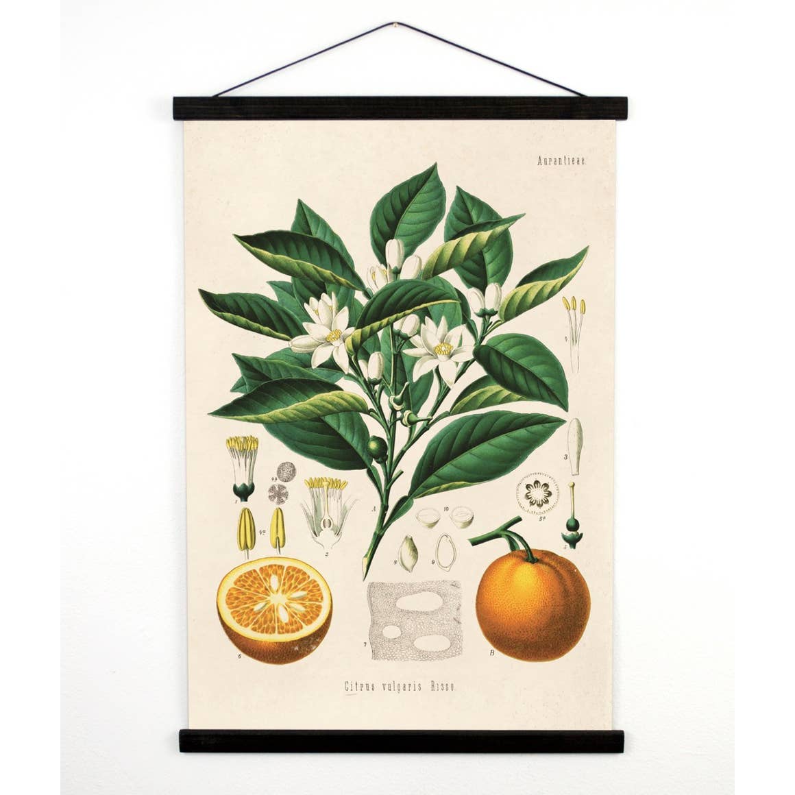 Curious Prints | Vintage Botanical Cactus Citrus Orange Canvas Wall Hanging