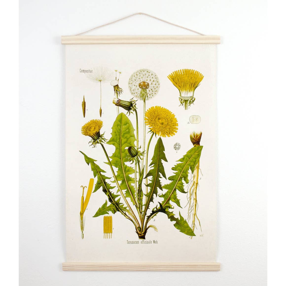 Curious Prints | Vintage Botanical Dandelion Canvas Wall Hanging