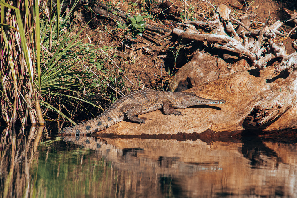freshwater crocodile on the ord river
