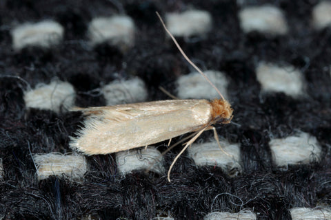 An picture of a moth on a carpet 