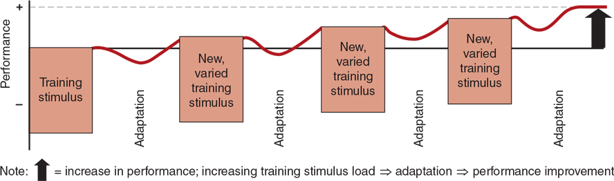 FIGURE 1.5 Appropriate training stimulus and adaptations. Adapted from Bompa and Haff (2009).