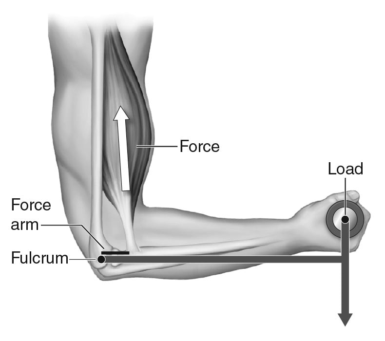 FIGURE 4.4 Example of biceps curl as a third-class lever.
