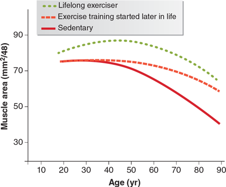 Figure 15.3 Lifelong decline in muscle area, depending on physical activity level. Starting and sticking with an active lifestyle will delay physical decline later in life and can give you more years of life. Reprinted by permission from J.F. Signorile, Bending the Aging Curve: The Complete Exercise Guide for Older Adults (Champaign, IL: Human Kinetics, 2011), 13.