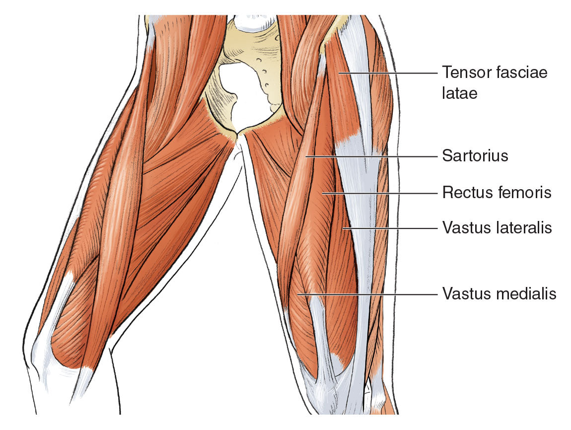Figure 3.19 The tensor fasciae latae and its relationship to the quadriceps.