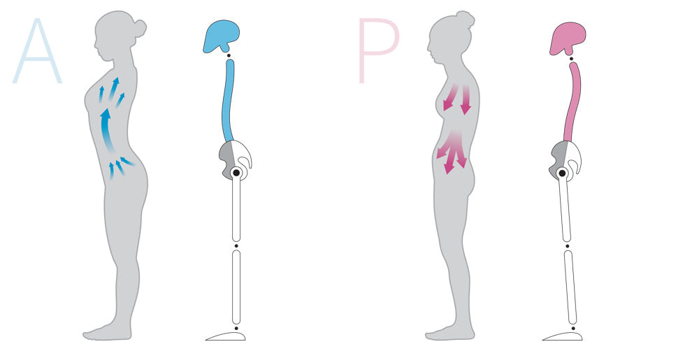 Figure 4.4. Models showing inhalation (A) and exhalation (P) patterns.