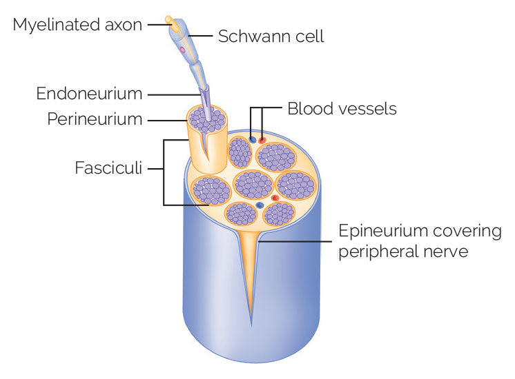 Figure 6.9: Structure of a nerve