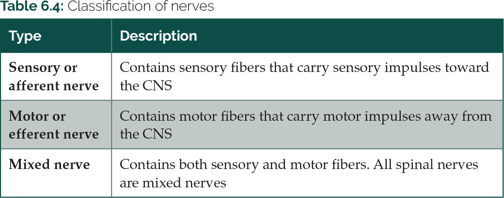 Table 6.4: Classification of nerves