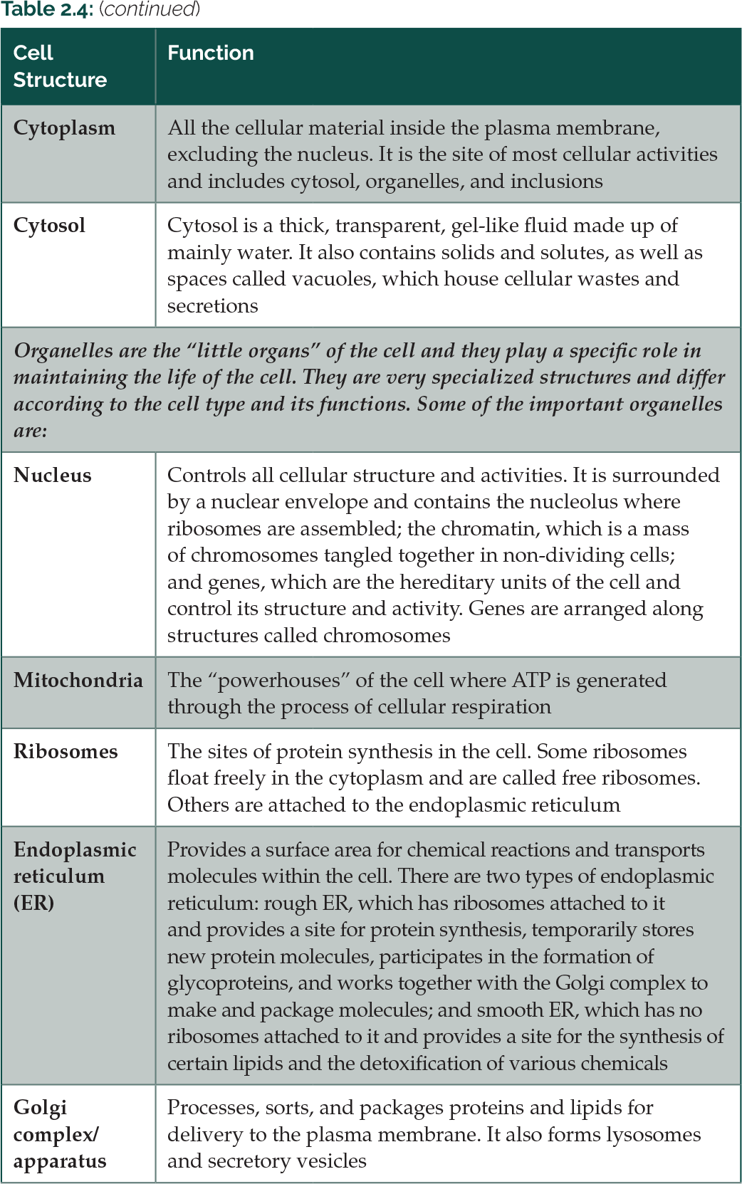 Table 2.4: The structure of a generalized animal cell