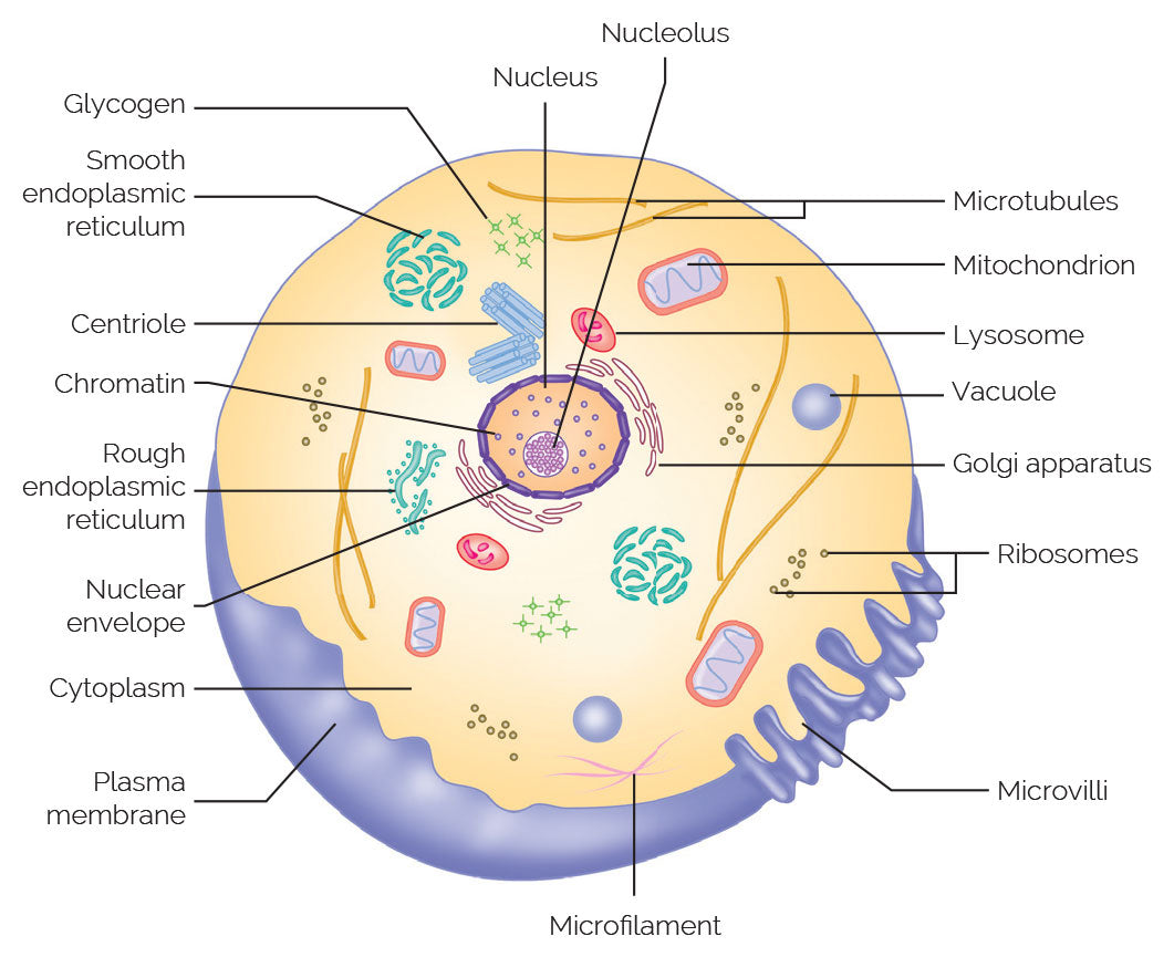 Figure 2.4: Structure of a generalized animal cell