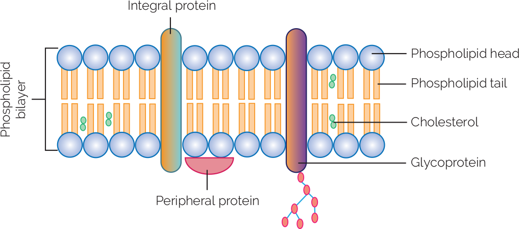 Figure 2.5: Structure of the plasma membrane