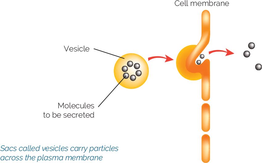 Figure 2.10: Vesicular transport