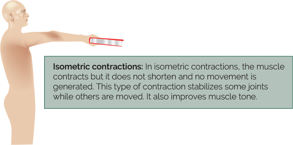 Figure 5.8: Isometric contraction