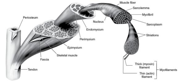 Structure of skeletal muscle and related connective tissue.