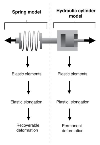 Viscoelastic properties of connective tissue.