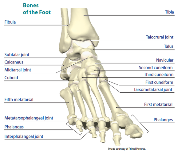 Ankle Joint Anatomy: Talocrural, Subtalar and Tibiofibular Joints